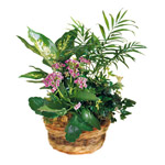 Send flower flowers to Iran send gift to Iran.